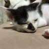 豆大福柄のおんにゃのこ