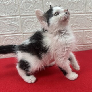 猫を飼うか迷っている人に！遊びも人も大好き❤アトム