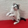 猫を飼うか迷っている人に！遊びも人も大好き❤アトム サムネイル2