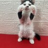 猫を飼うか迷っている人に！遊びも人も大好き❤アトム サムネイル3