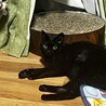 まんまるお目々の美しい黒猫☽るなちゃん♪