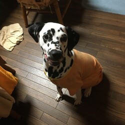 殺処分される愛犬