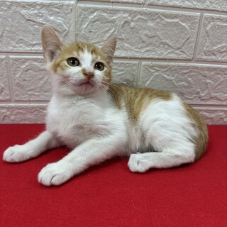 初心者、単身者大歓迎❤猫の素晴らしさを伝授❤おぼろ
