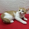 初心者、単身者大歓迎❤猫の素晴らしさを伝授❤おぼろ サムネイル2