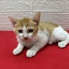 初心者、単身者大歓迎❤猫の素晴らしさを伝授❤おぼろ サムネイル3