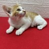 初心者、単身者大歓迎❤猫の素晴らしさを伝授❤おぼろ サムネイル4