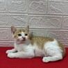 初心者、単身者大歓迎❤猫の素晴らしさを伝授❤おぼろ サムネイル5