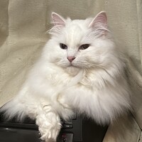 しらゆきさん