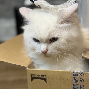 の写真