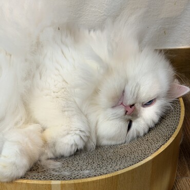 の写真