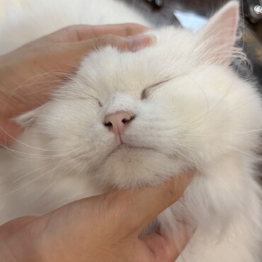 意外と顔が平たいしらゆきさん