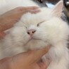 意外と顔が平たいしらゆきさん