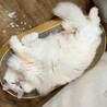 指毛を切られたしらゆきさん