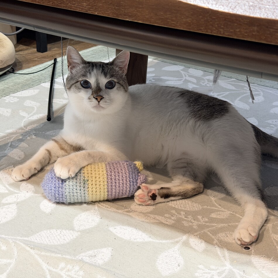 ぎんたまちんのカバー写真