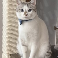 ぎんたまちん