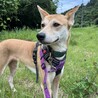 物静かだけどクスッとかわいい♡【吹雪さん】