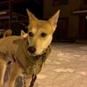 物静かだけどクスッとかわいい♡【吹雪さん】 サムネイル6