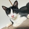 仲良しハチワレ親子 サムネイル2