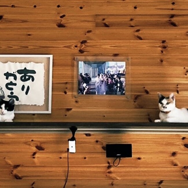 NoCatNoLlifeのカバー写真