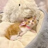【8/9東銀座】ふきちゃん★２ヵ月半♪ サムネイル2