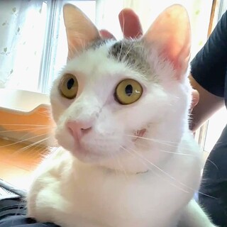 愛嬌たっぷり薄白黒くん