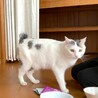 愛嬌たっぷり薄白黒くん サムネイル2