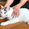 愛嬌たっぷり薄白黒くん サムネイル3