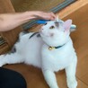 愛嬌たっぷり薄白黒くん サムネイル4