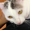 愛嬌たっぷり薄白黒くん サムネイル5