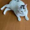 愛嬌たっぷり薄白黒くん サムネイル6