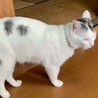 愛嬌たっぷり薄白黒くん サムネイル7