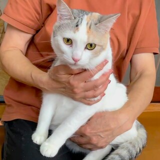 少し控えめな薄三毛ちゃん