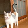 少し控えめな薄三毛ちゃん サムネイル2