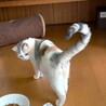 少し控えめな薄三毛ちゃん サムネイル3