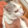 少し控えめな薄三毛ちゃん サムネイル4