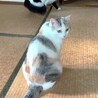 少し控えめな薄三毛ちゃん サムネイル5