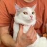 少し控えめな薄三毛ちゃん サムネイル6