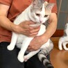 少し控えめな薄三毛ちゃん サムネイル7