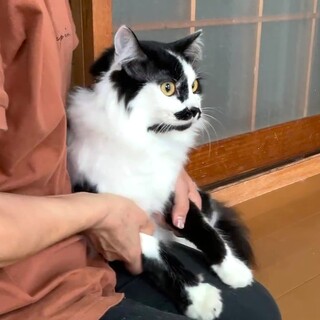 中毛で男前な白黒くん