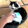 中毛で男前な白黒くん サムネイル2