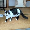 中毛で男前な白黒くん サムネイル3