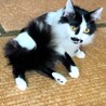 中毛で男前な白黒くん サムネイル4