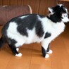 中毛で男前な白黒くん サムネイル5