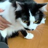 中毛で男前な白黒くん サムネイル6