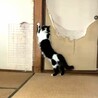 中毛で男前な白黒くん サムネイル7
