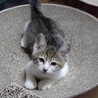 終生飼える方求む