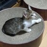 終生飼える方求む サムネイル4