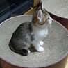 終生飼える方求む サムネイル5