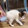 とても人懐こくて甘えん坊美少年ジン君 サムネイル7