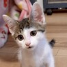 とても人懐こくて甘えん坊美少年ジン君 サムネイル3